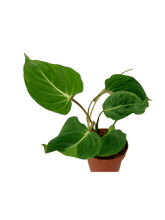 Philodendron Gloriosum spontan panaschiert